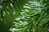 Wet Pine Needles_01792